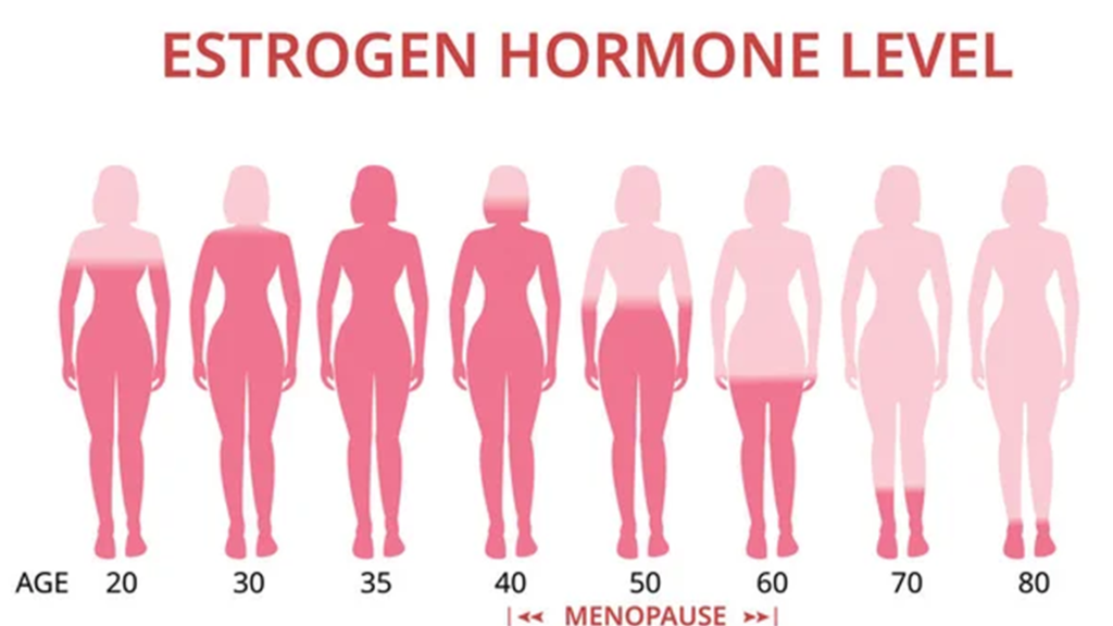 هورمون استروژن چیست