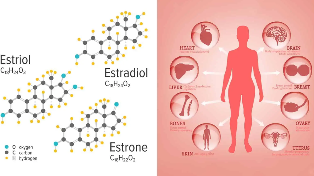 هورمون استروژن چیست