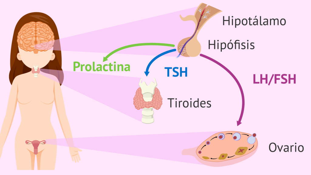 هورمون های زنانه